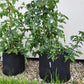 EcoPot™ - Pot de plantation en textile respirant