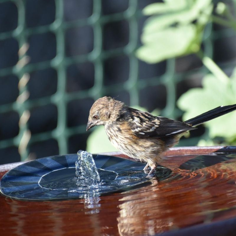 Mini Fontaine à Eau Solaire