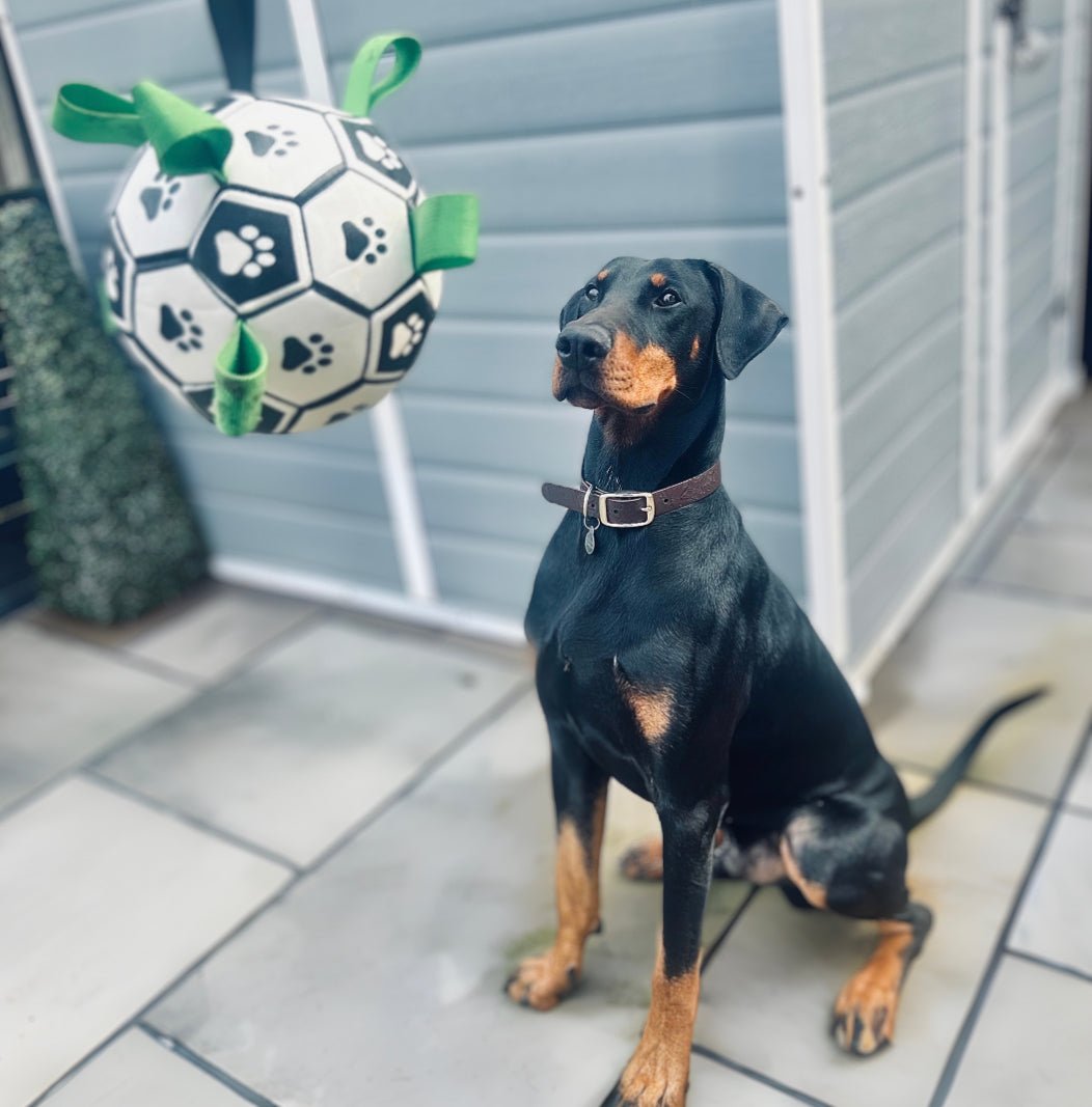 Ballon Pour Chien Ultra Résistant + POMPE OFFERTE