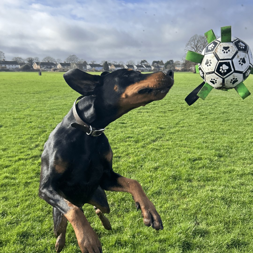 Ballon Pour Chien Ultra Résistant + POMPE OFFERTE