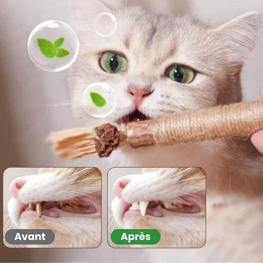 Bâtons à mâcher pour chat | CatClean™