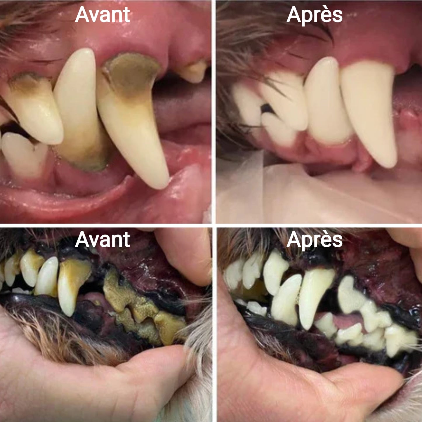 Kit Canident - Détartreur dentaire pour chien